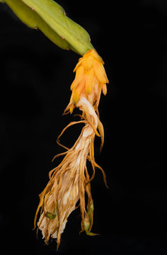 Wilted Cactus Flower