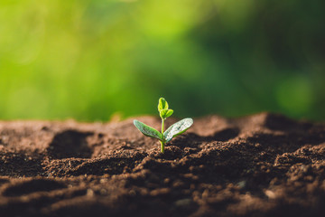 plant a tree Watering a tree in nature light and background	