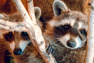 two raccoons on a tree