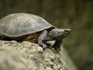A River Turtle on a stone in natural rainforest National Park Khao Yai, Thailand
