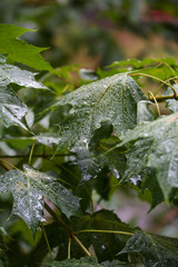 Maple branches under the falling rain