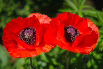 two red poppies