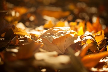 Yellow Autumn Leaves on the Ground