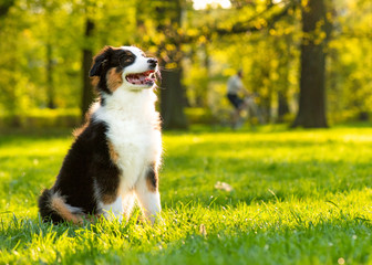Happy Aussie dog sitting at meadow with green grass in summer or spring. Beautiful Australian shepherd puppy 3 months old. Cute dog enjoy playing at park outdoors.