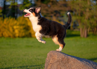 Happy Aussie dog at meadow with green grass in summer or spring. Beautiful Australian shepherd puppy 3 months old. Cute dog enjoy playing at park outdoors.