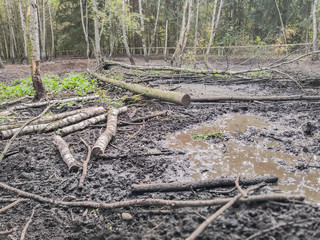 Waldlandschaft als Hintergrund