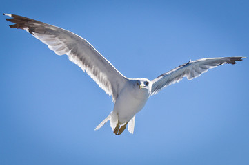 Fototapeta na wymiar a big seagull over the sea