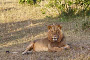 Fototapeta na wymiar Relaxed male lion lying down and looking at the camera