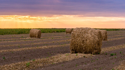 Field in Konopne, Poland © Szymon