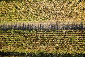 View of a field of corn © fotografiche.eu