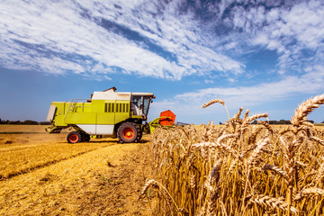 Fototapeta premium Combine harvesters Agricultural machinery. The machine for harvesting grain crops.
