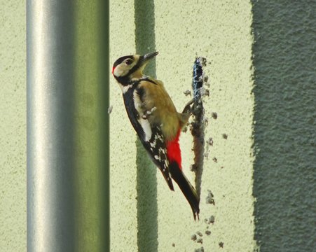 Specht hackt ein Loch in die W&auml;rmed&auml;mmung eines Hauses.