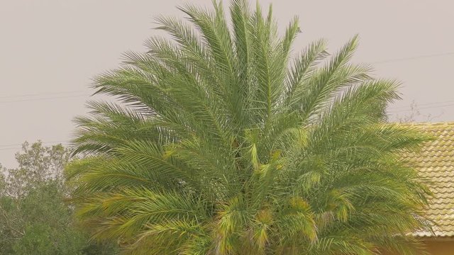 Big palmtree in strong wind before the beginning of a sandstorm