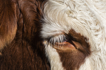Cow Eye Cattle
