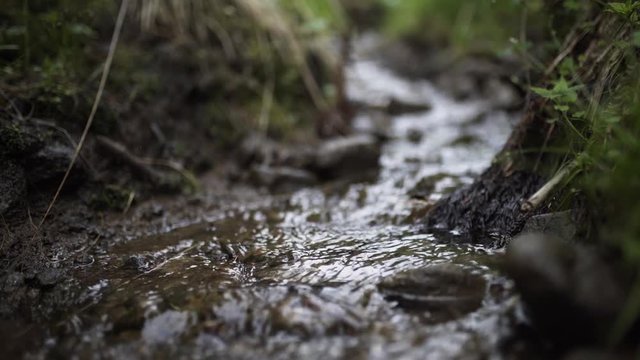 Close up shot of small mountain stream flowing between stones in old ancient forest