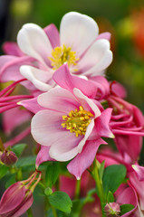 Lovely pink columbine flowers