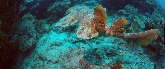 A Tasseled wobbegong, Eucrossorhinus dasypogon, is swimming in a coral reef in Raja Ampat, Indonesia