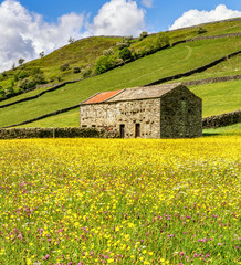Wild flowers in the meadows at Muker, in Swaledale.