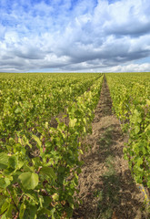 Fototapeta na wymiar Vineyard in the Champagne region, France