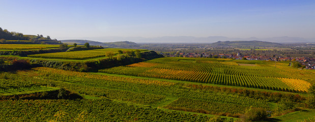 Weinberge Reben Herbst