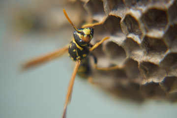 Gniazdo Os