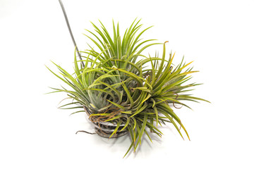 Tillandsia on isolate white background.Close-up Tillandsia plant.