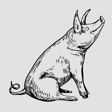Sketch of pig. Hand drawn illustration converted to vector.