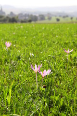 field of pink flower