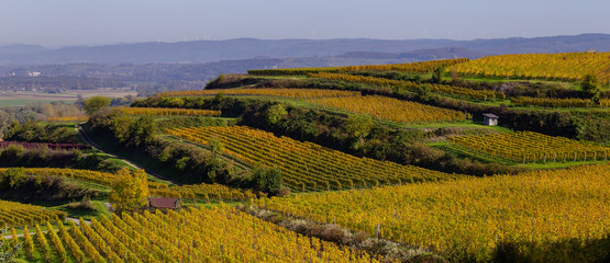 Weinberge Reben Herbst