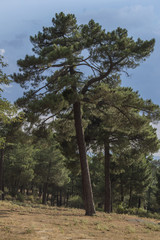 Pino/ un pino en un bosque de las Navas del Marques, provincia de  Avila. Castilla Leon España.