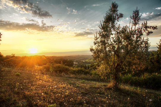 Olives at sundown, Montespertoli, administrative region of Florence