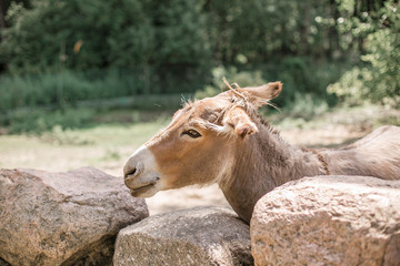 A beautiful donkey looks through the stone wall. Belarus, Grodno, Zevana Castle.