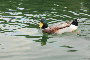 Fototapeta premium 一碧湖のカモさん
