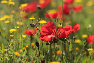 Fototapeta premium Kwiaty maku i hawkweed w polu.