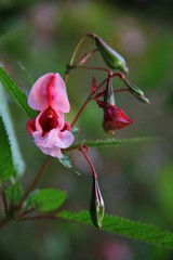 himalaya balsam blooming