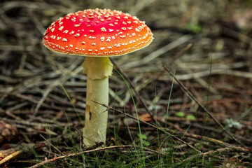 Fly agaric (Amanita muscaria) mushroom growing in tree shade, small dry twigs and grass around.