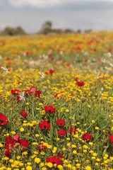Field of Poppies and hawkweeds.