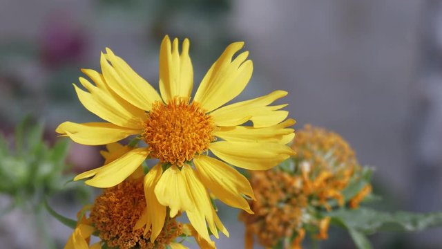 A yellow chrysanthemum coronarium quickly sways on strong wind