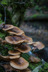 Pilze im herbstlichen Wald