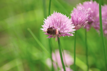 Kwiaty polne © Fotoinspiracja