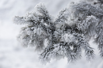 Snow-cowered fir branches. Winter blur background. Frost tree