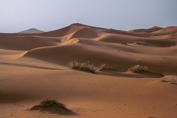 Fototapeta na wymiar sand dunes in the sahara desert, Morocco