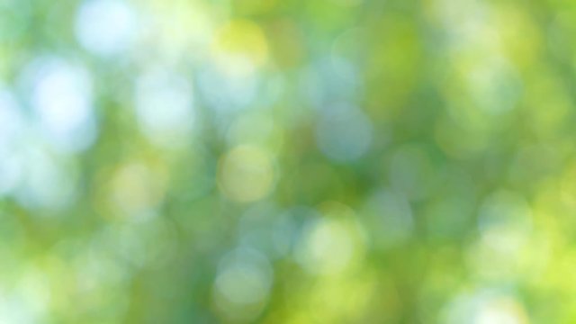 Abstract peaceful green bokeh background. Blurry foliage of trees shoot on sunny windy morning outdoors. Real time 4k video footage.