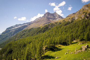 Fototapeta na wymiar Panoramic view of a forest in the valley of Gressoney near Monte Rosa