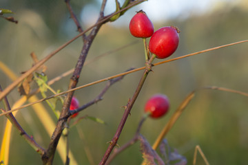 rosehip