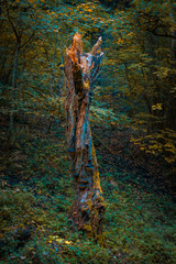 toter Baum im Wald