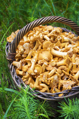 Wicker basket with wild mushrooms chanterelles