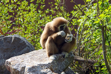 Lar gibbon, hylobates lar