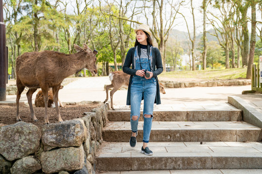 tourist walk down stairs, three deer next to her