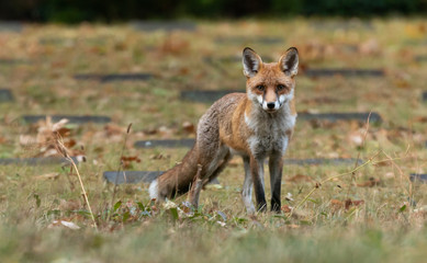 Young Red Fox